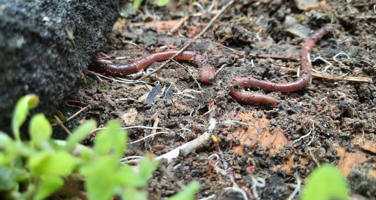 Земляные черви в лесу